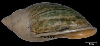 Media type: image;   Malacology 50362 Aspect: lateral